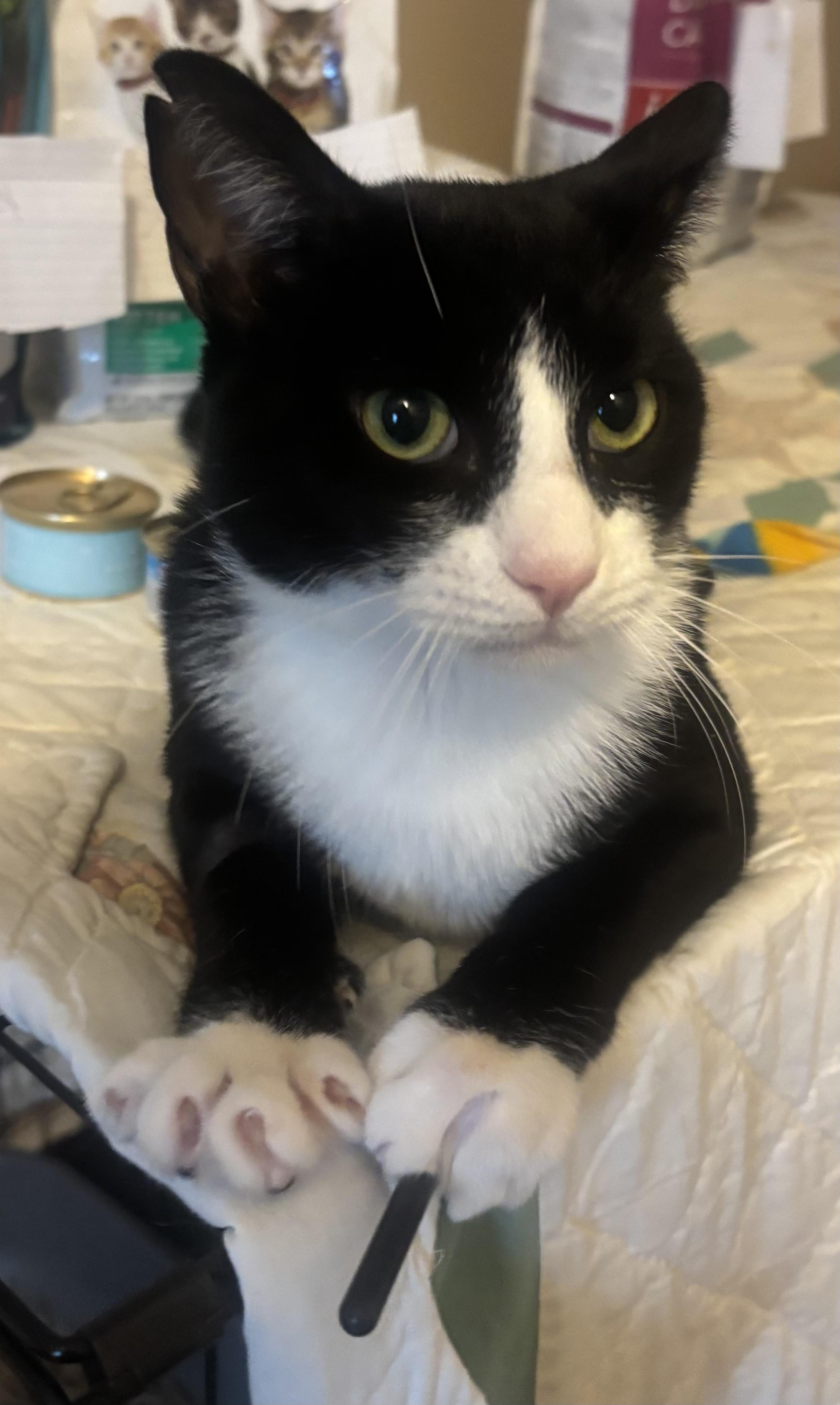 Squeakers, a Adoptable Domestic Short Hair in Staten Island, NY image 2/3