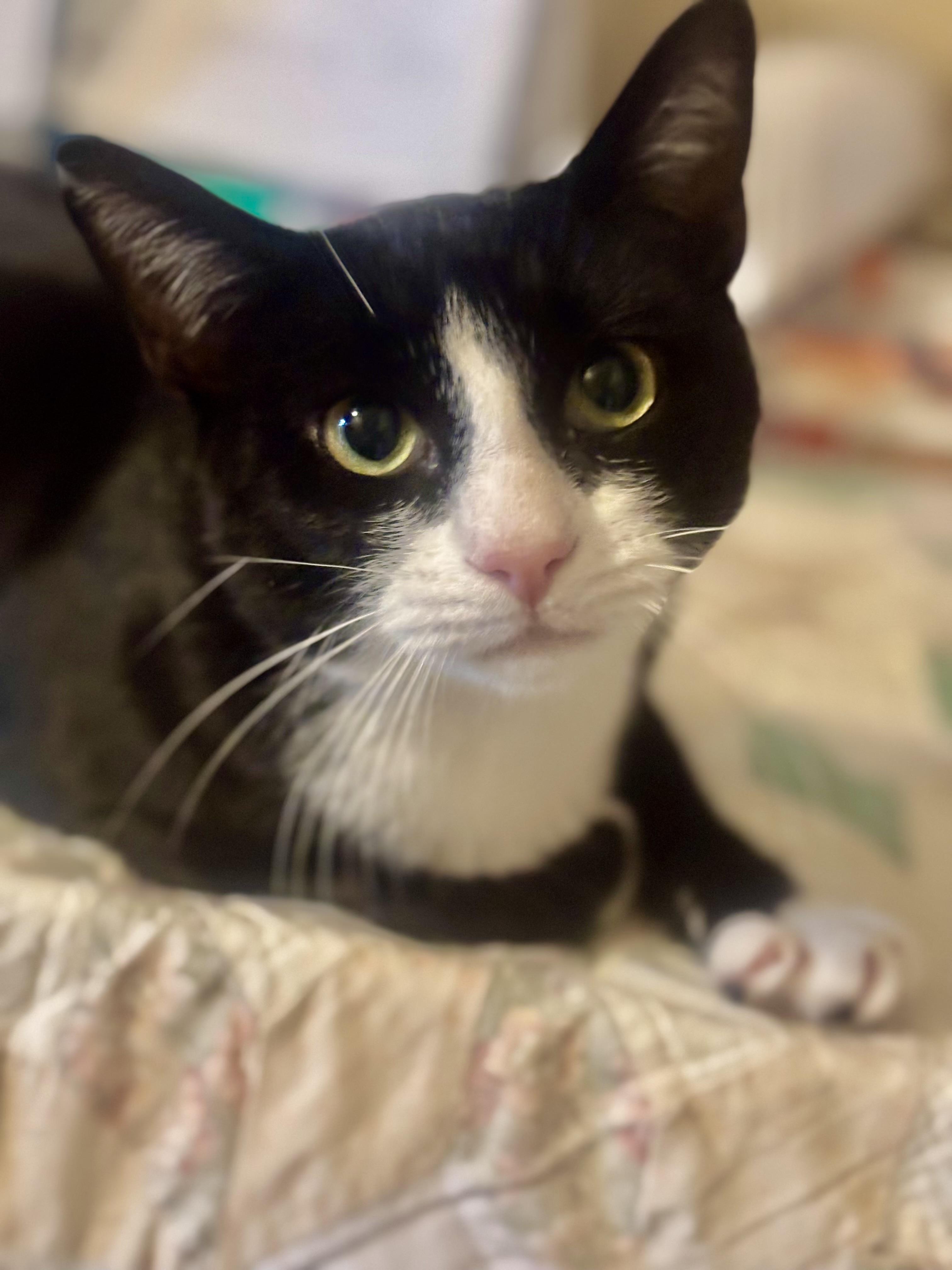 Squeakers, a Adoptable Domestic Short Hair in Staten Island, NY image 3/3