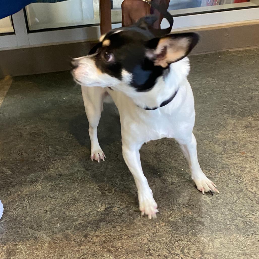 Lexi, Adoptable, Adult Female Chihuahua.