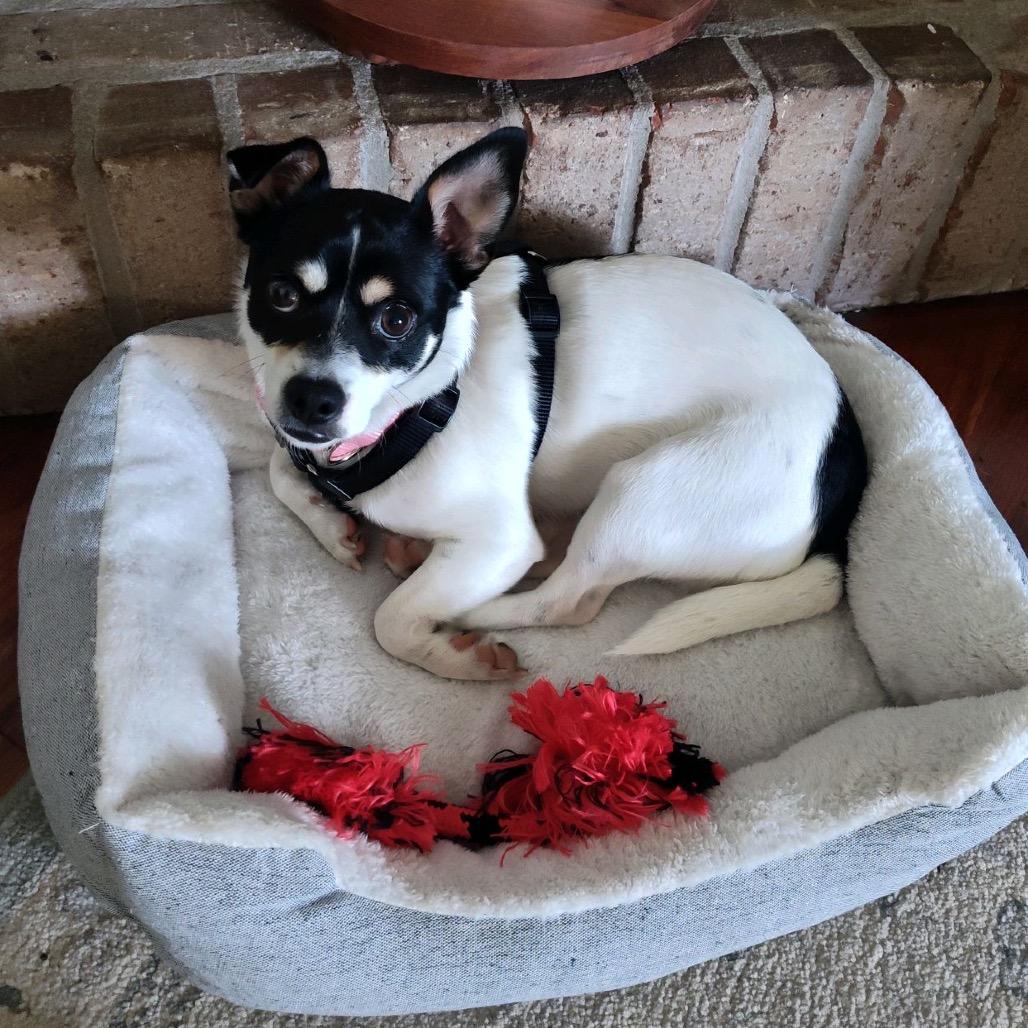 Enlarge Lexi, a Adoptable Chihuahua in Baton Rouge, LA image 2/2