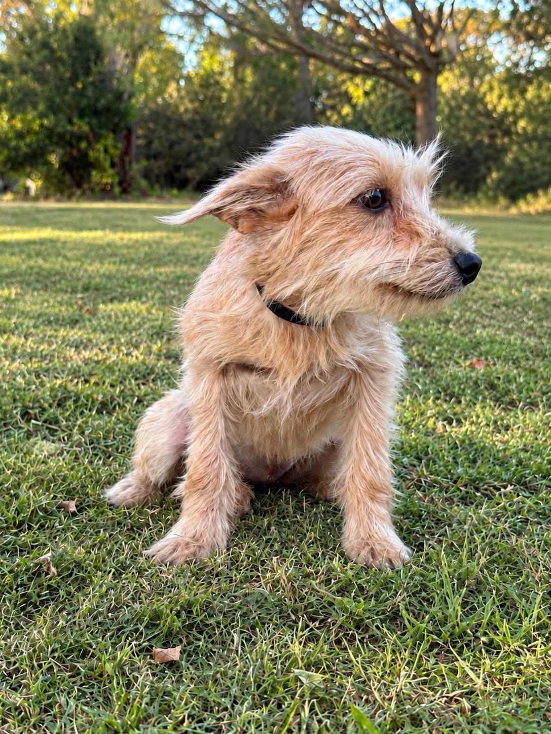 Lena, Adoptable, Adult Female Terrier.