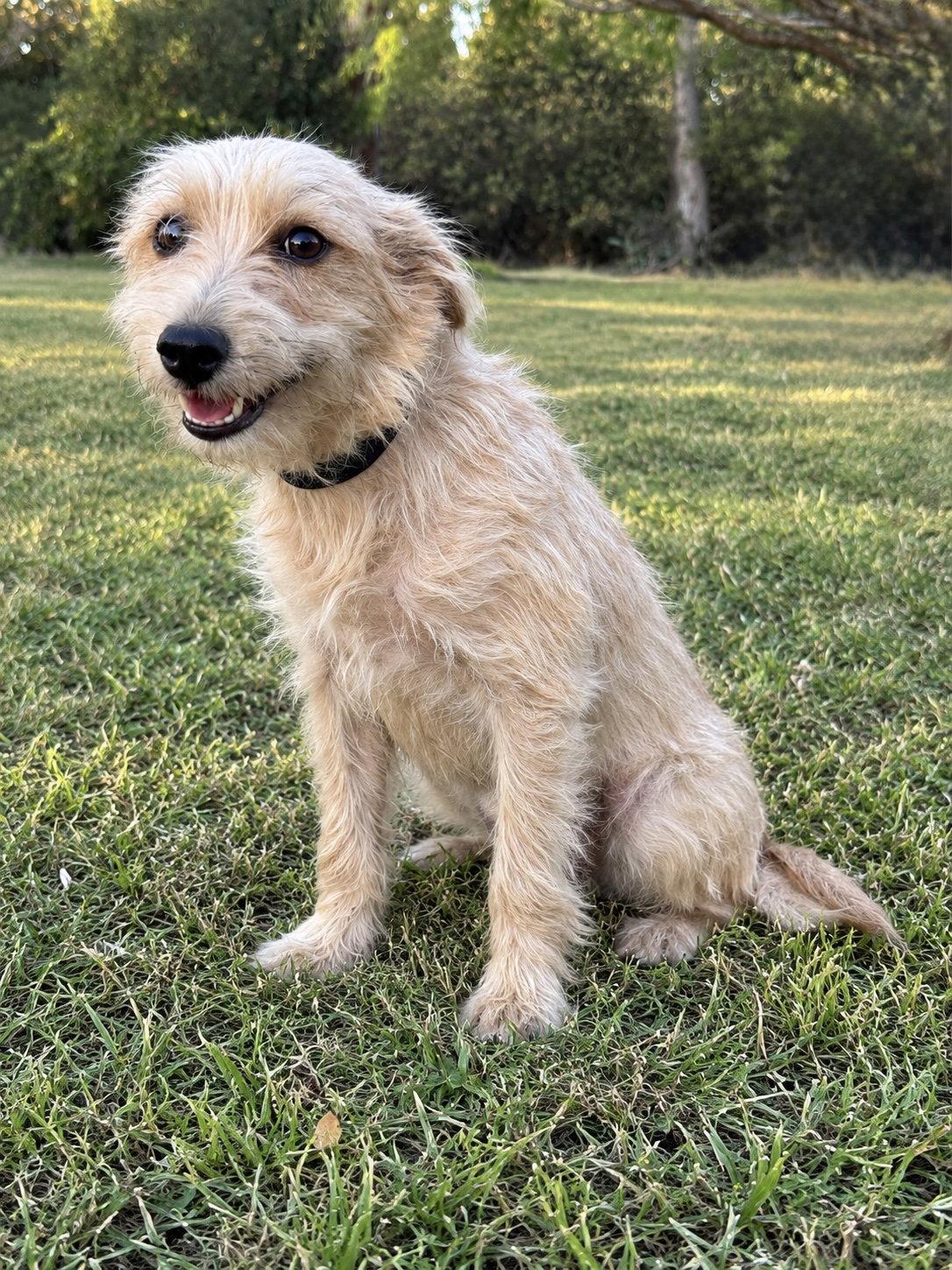 Enlarge Lena, a Adoptable Terrier in Helotes, TX image 2/3