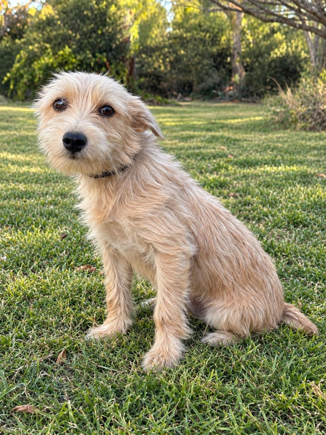 Enlarge Lena, a Adoptable Terrier in Helotes, TX image 3/3