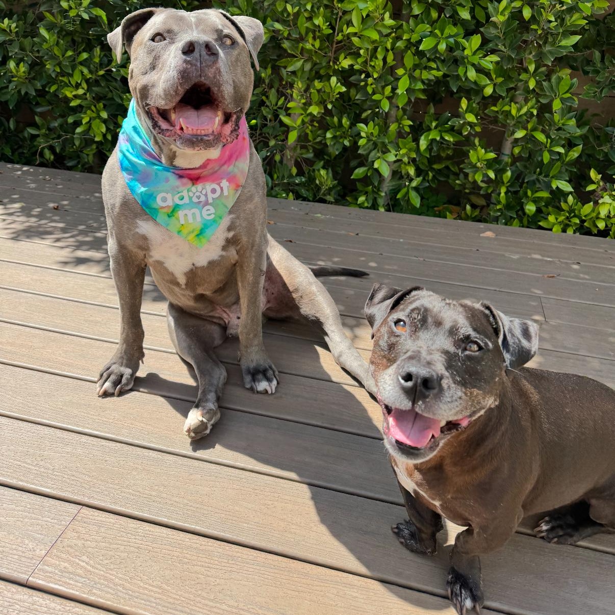 Enlarge Rhino, a Adoptable mixed breed in Tarzana, CA image 5/5