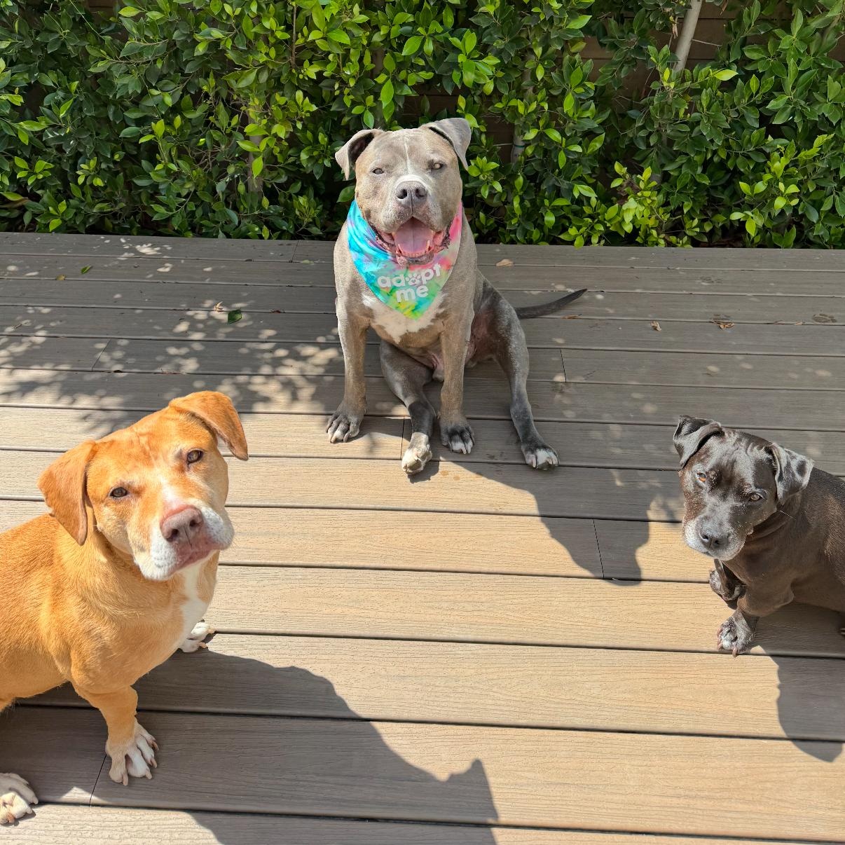 Enlarge Rhino, a Adoptable mixed breed in Tarzana, CA image 4/5