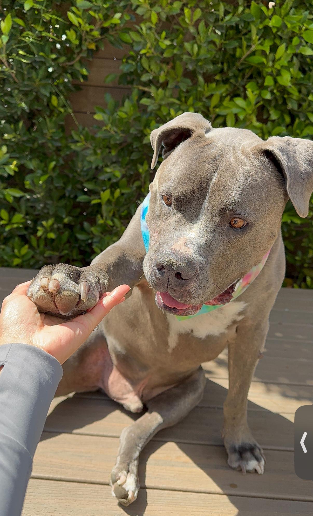 Enlarge Rhino, a Adoptable mixed breed in Tarzana, CA image 1/5