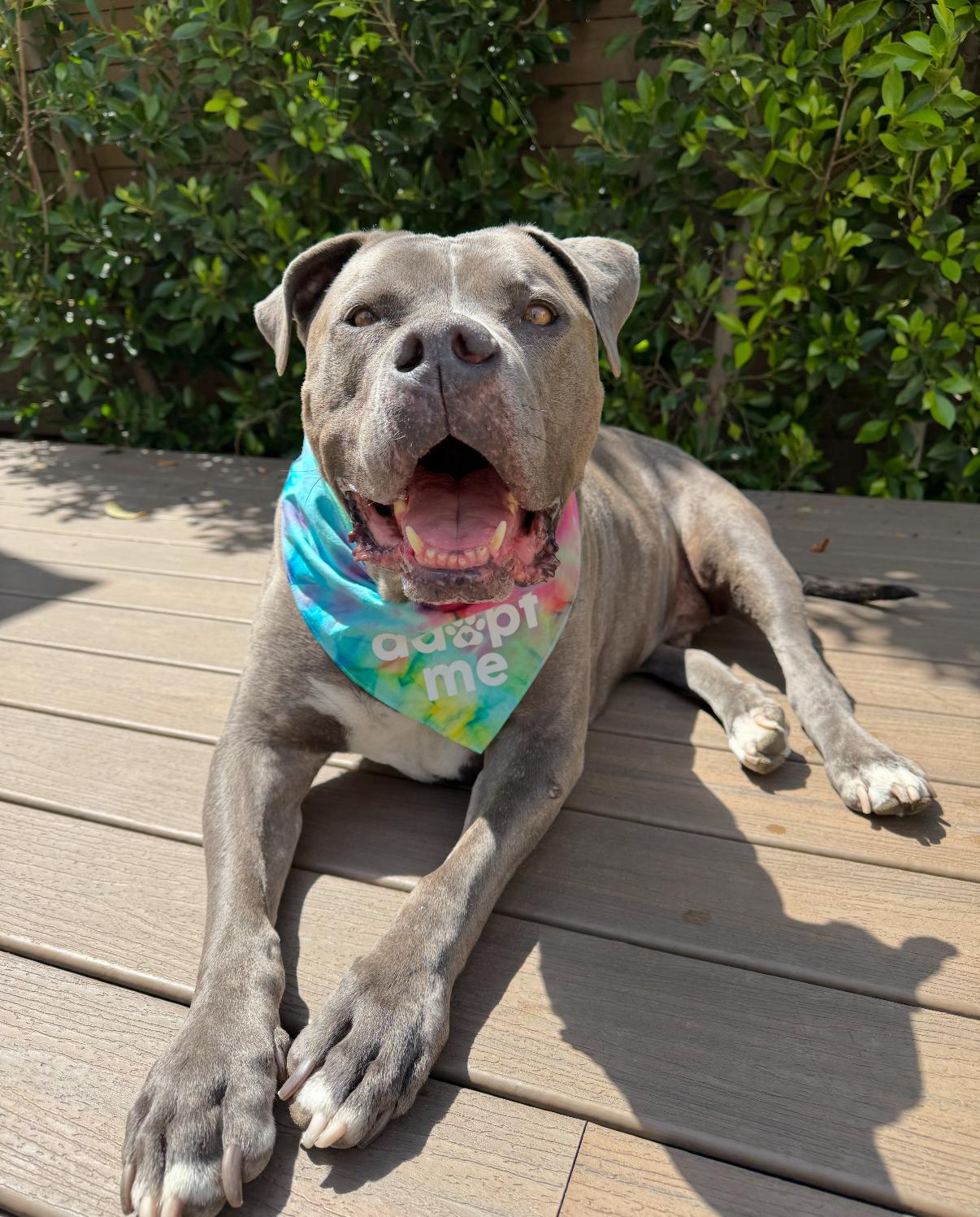Enlarge Rhino, a Adoptable mixed breed in Tarzana, CA image 3/5