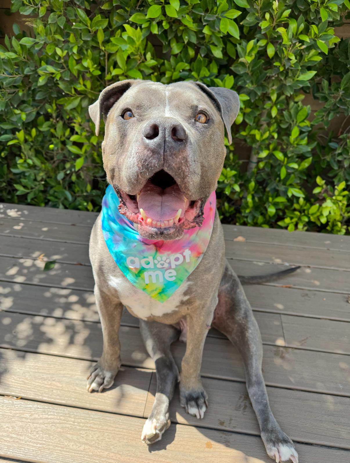 Enlarge Rhino, a Adoptable mixed breed in Tarzana, CA image 2/5
