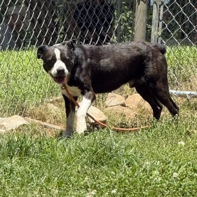 Enlarge Tito, a ADOPTABLE mixed breed in Loudon, TN image 4/5