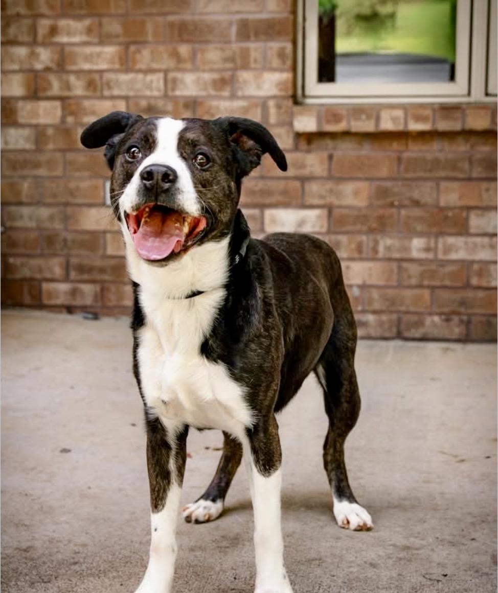 Enlarge Tito, a ADOPTABLE mixed breed in Loudon, TN image 2/5