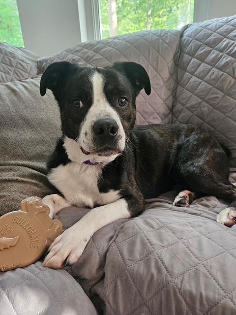 Enlarge Tito, a ADOPTABLE mixed breed in Loudon, TN image 3/5