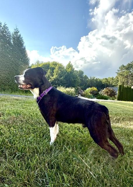 Tito, ADOPTABLE, Adult Male Boston Terrier & Australian Shepherd.