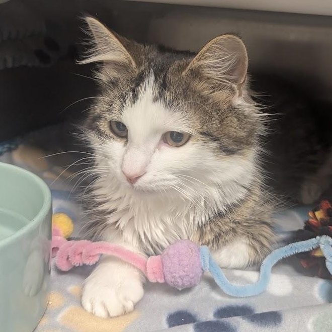 Matilda, an adopted Domestic Long Hair in Springfield, IL image 2/5