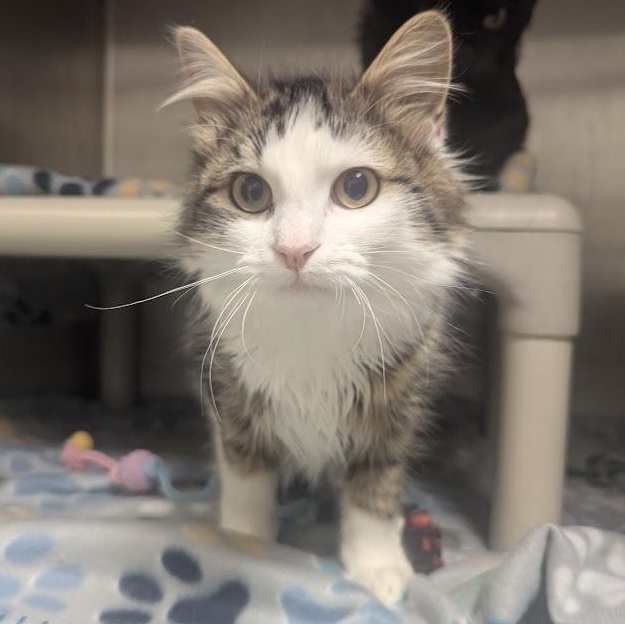 Matilda, an adopted Domestic Long Hair in Springfield, IL image 1/5