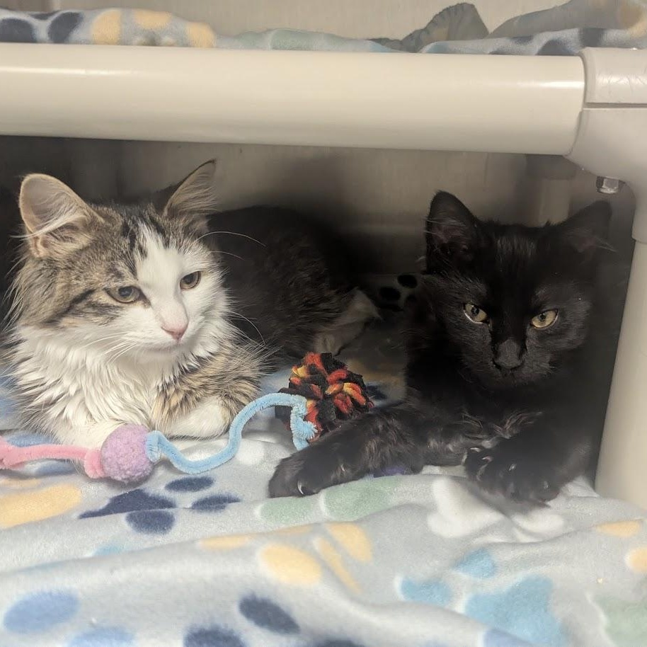 Matilda, an adopted Domestic Long Hair in Springfield, IL image 5/5