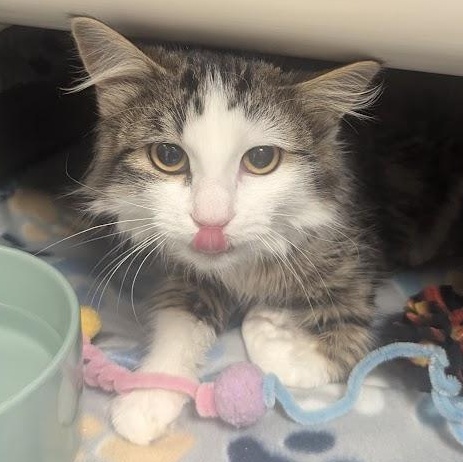 Matilda, an adopted Domestic Long Hair in Springfield, IL image 3/5