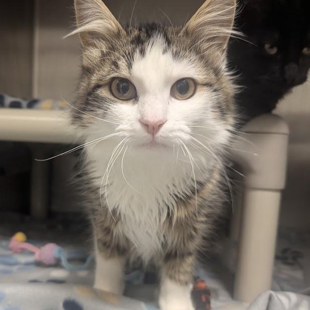 Matilda, an adopted Domestic Long Hair in Springfield, IL image 4/5