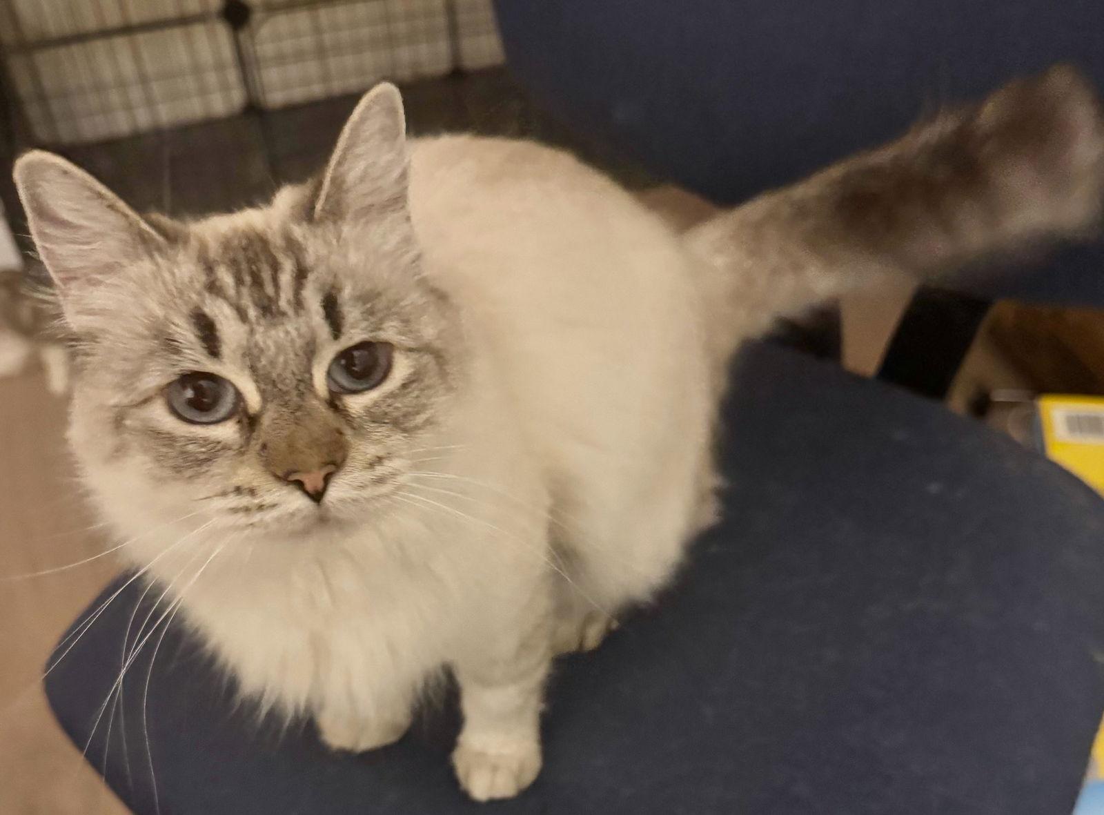 Enlarge Eleanor, a Adoptable Siamese in Vacaville, CA image 1/3