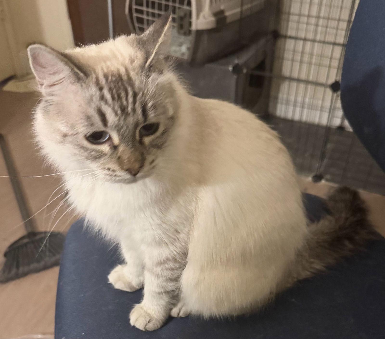 Enlarge Eleanor, a Adoptable Siamese in Vacaville, CA image 2/3