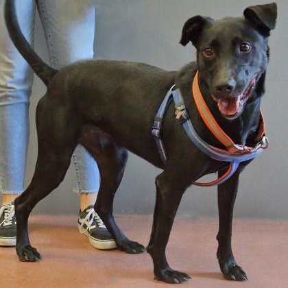 Enlarge Barley, a Adoptable mixed breed in Rapid City, SD image 1/4
