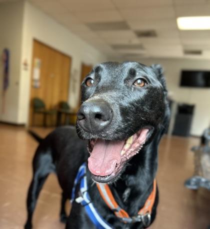 Enlarge Barley, a Adoptable mixed breed in Rapid City, SD image 4/4