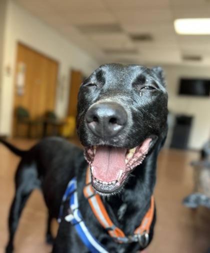Enlarge Barley, a Adoptable mixed breed in Rapid City, SD image 3/4