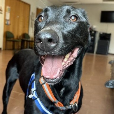 Enlarge Barley, a Adoptable mixed breed in Rapid City, SD image 2/4