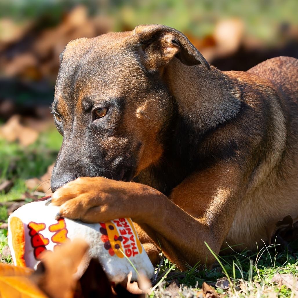 Enlarge Jasper, a Adoptable mixed breed in Allentown, PA image 6/6