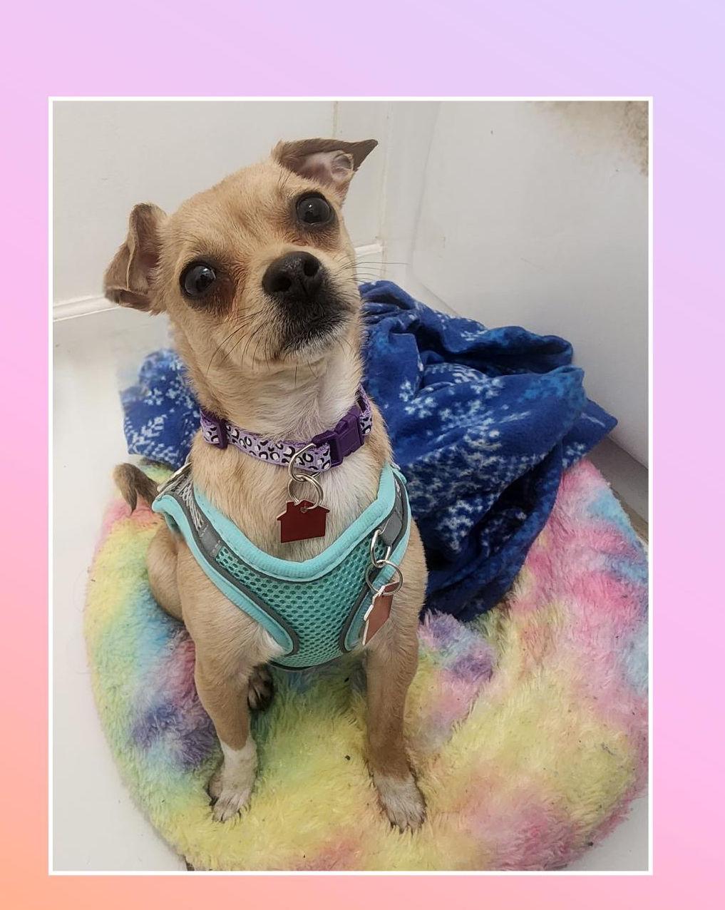 Enlarge Twinkle 5 Pounds, a Adoptable mixed breed in Lake Geneva, WI image 6/6