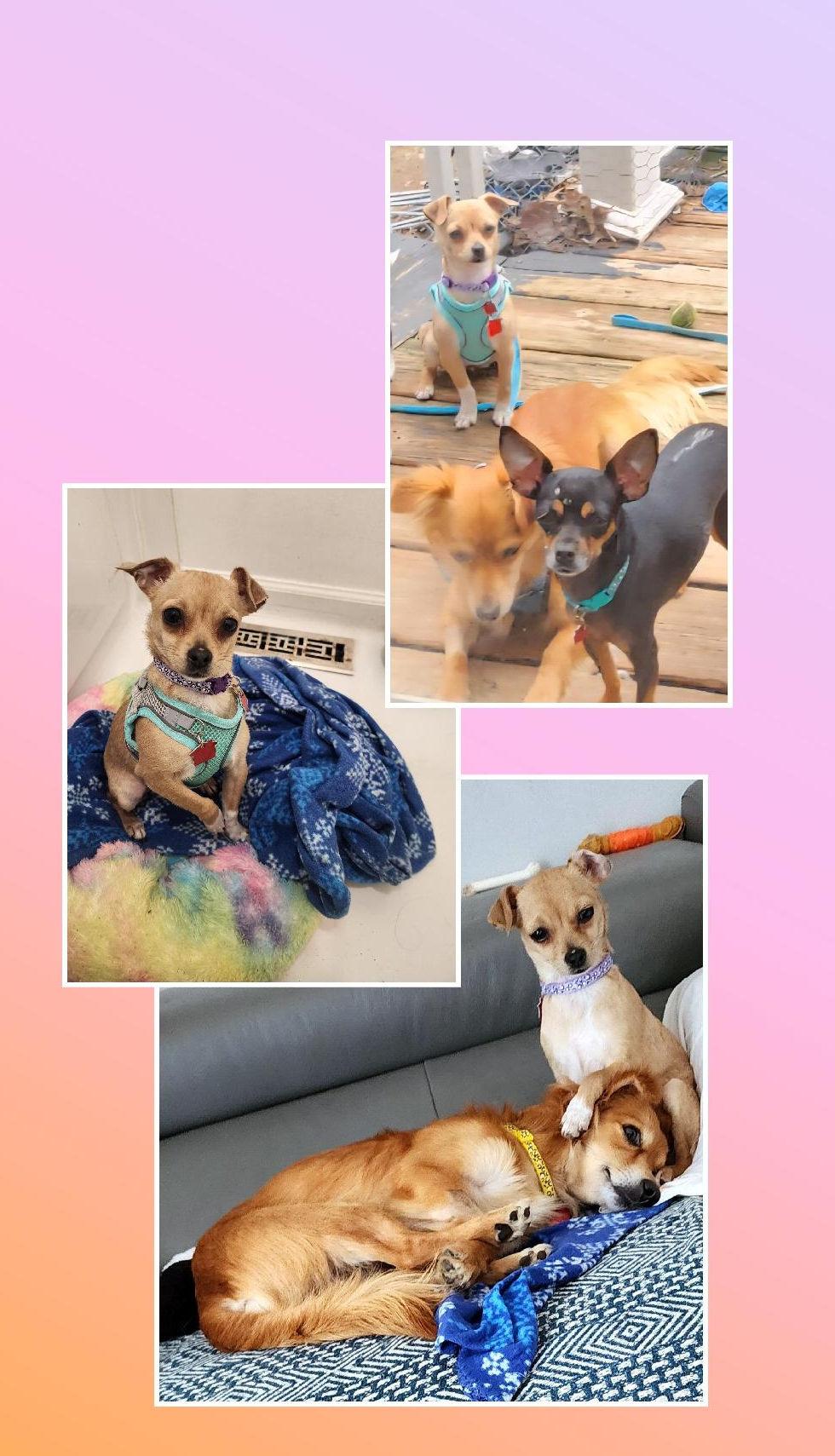 Enlarge Twinkle 5 Pounds, a Adoptable mixed breed in Lake Geneva, WI image 4/6