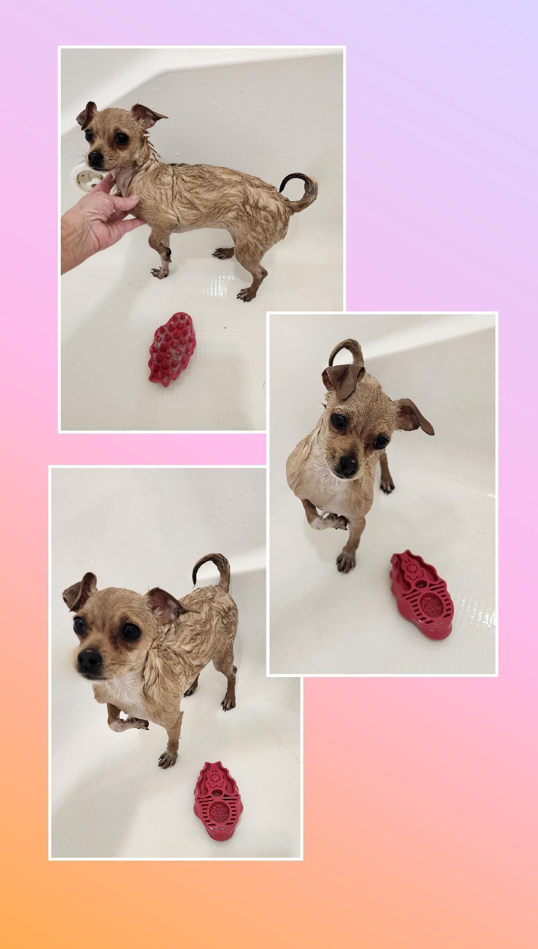 Enlarge Twinkle 5 Pounds, a Adoptable mixed breed in Lake Geneva, WI image 5/6