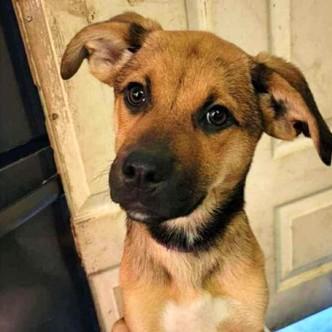 Ember, Baby Female Mixed Breed