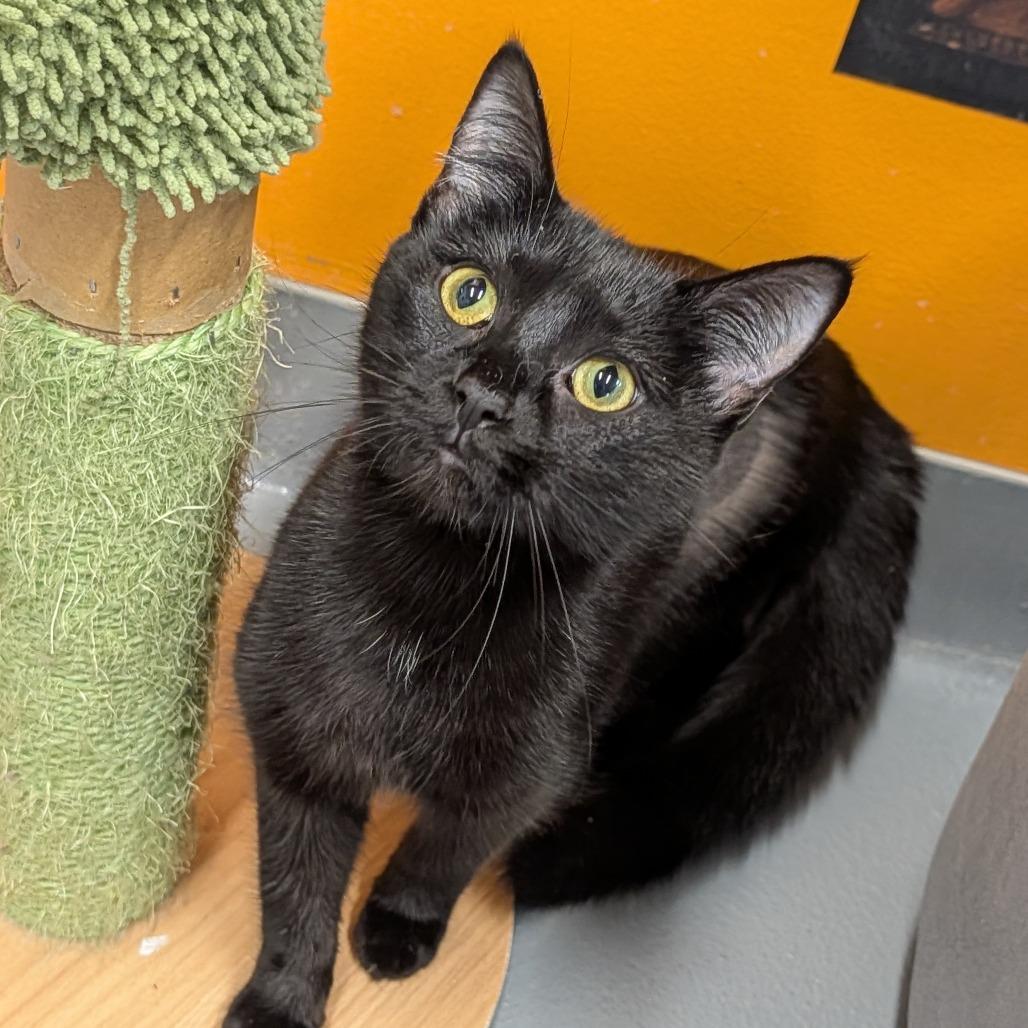 Enlarge Vermouth, a ADOPTABLE Domestic Short Hair in Cape Girardeau, MO image 2/2