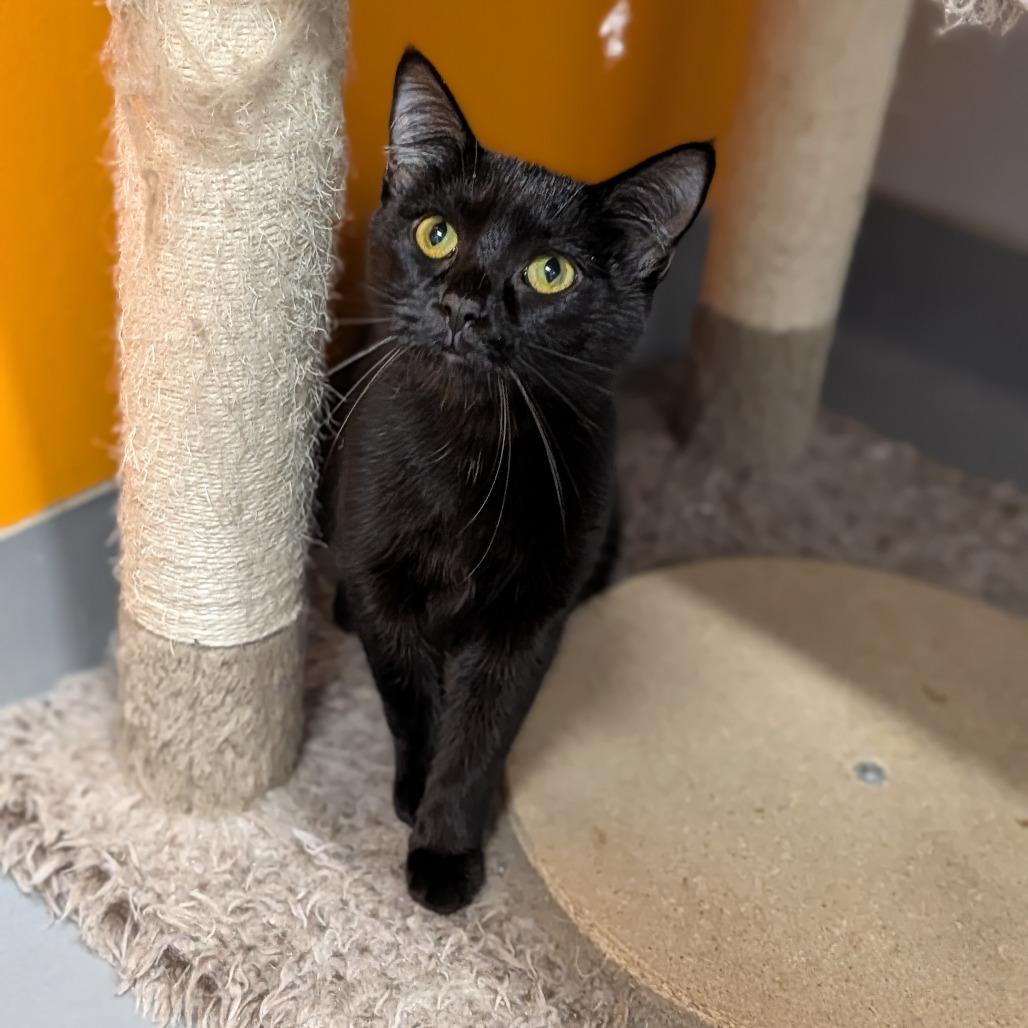 Vermouth, ADOPTABLE, Young Female Domestic Short Hair.