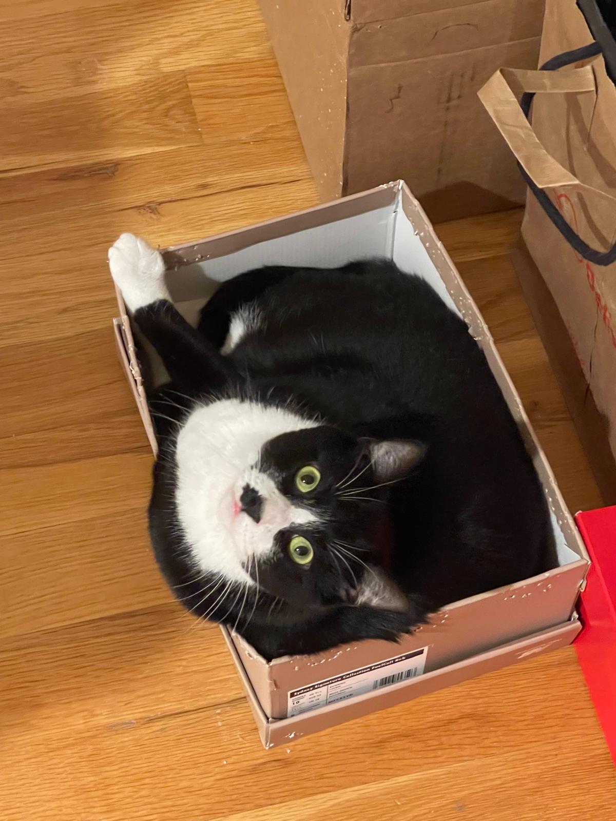 Julian, a Adoptable Domestic Short Hair image 2/5