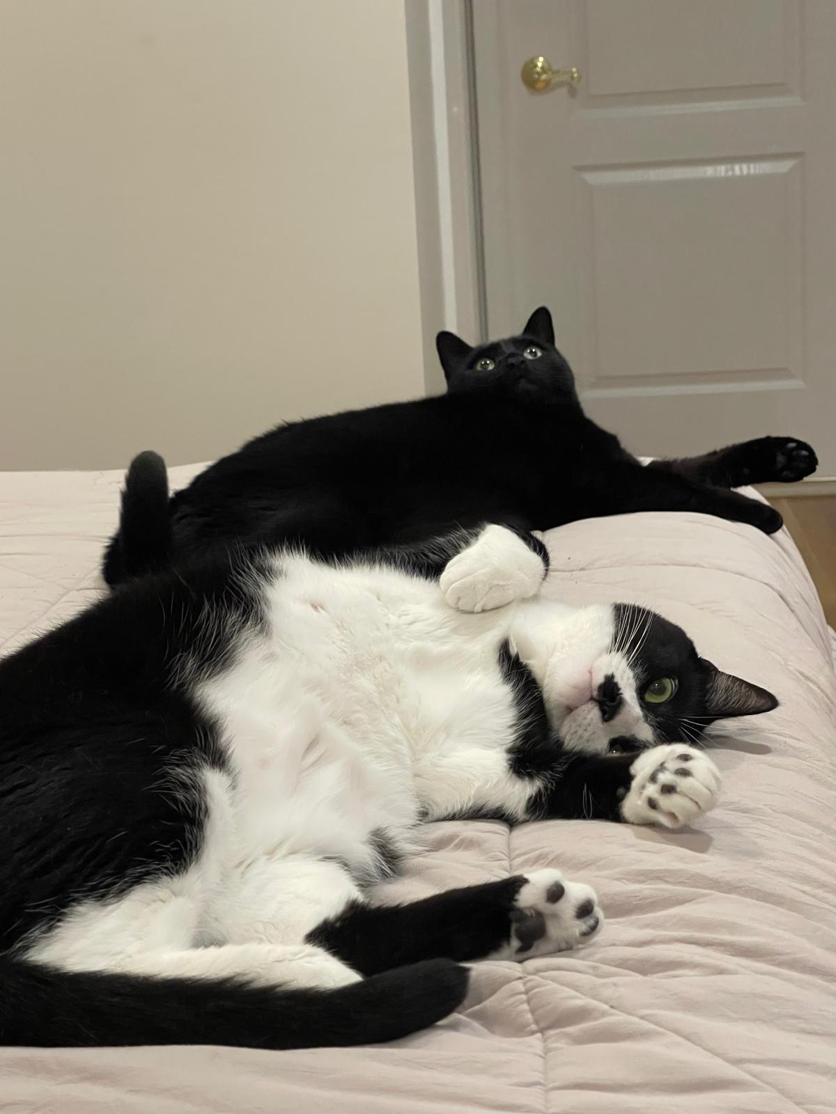 Julian, Adoptable, Adult Male Domestic Short Hair.