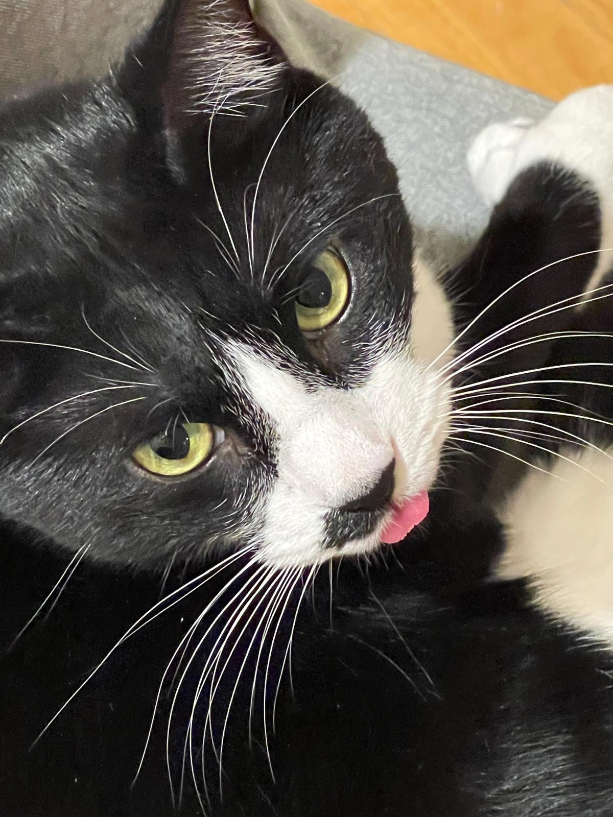 Enlarge Julian, a Adoptable Domestic Short Hair in Jersey City, NJ image 3/5