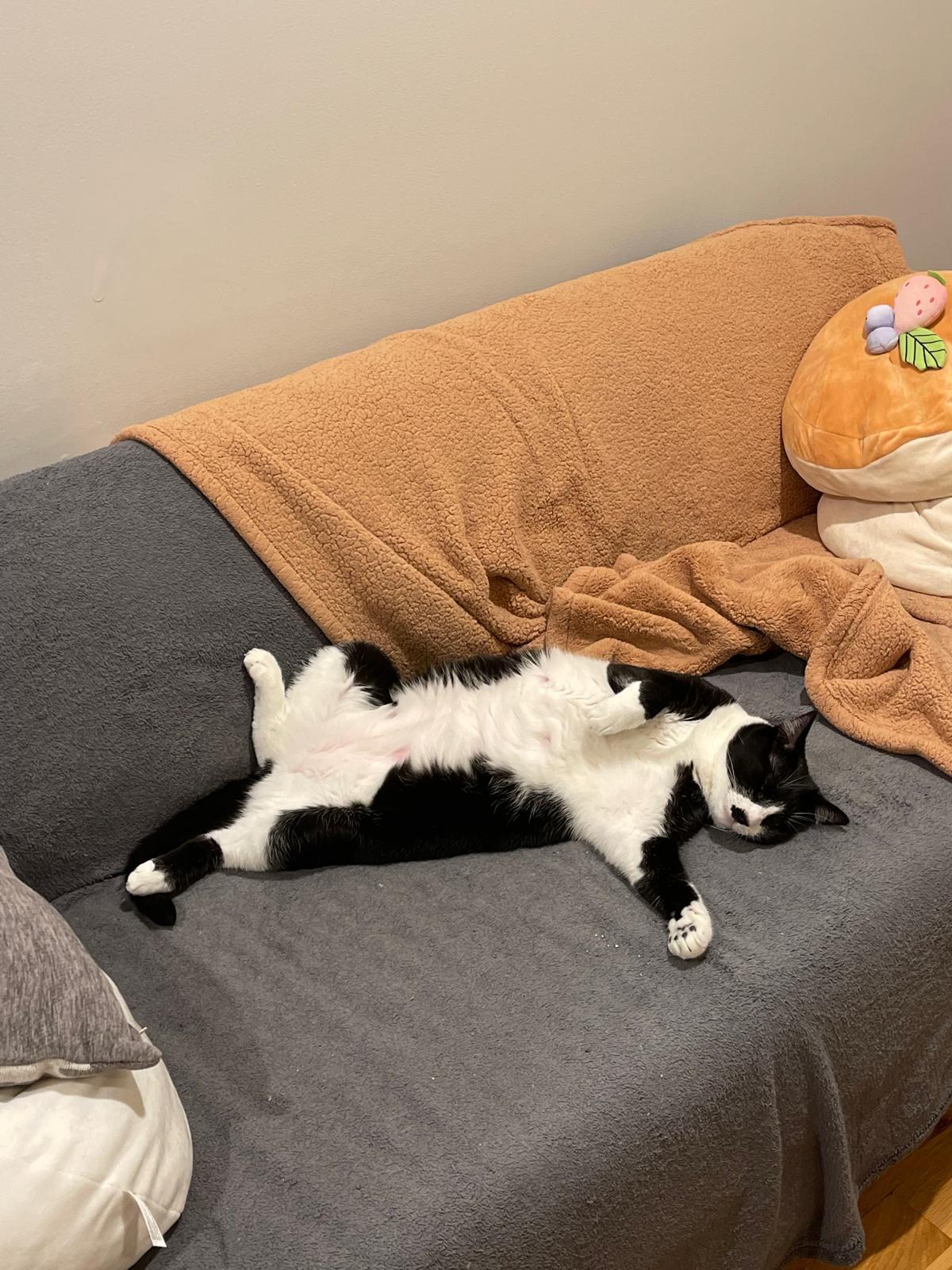 Julian, a Adoptable Domestic Short Hair in Jersey City, NJ image 5/5