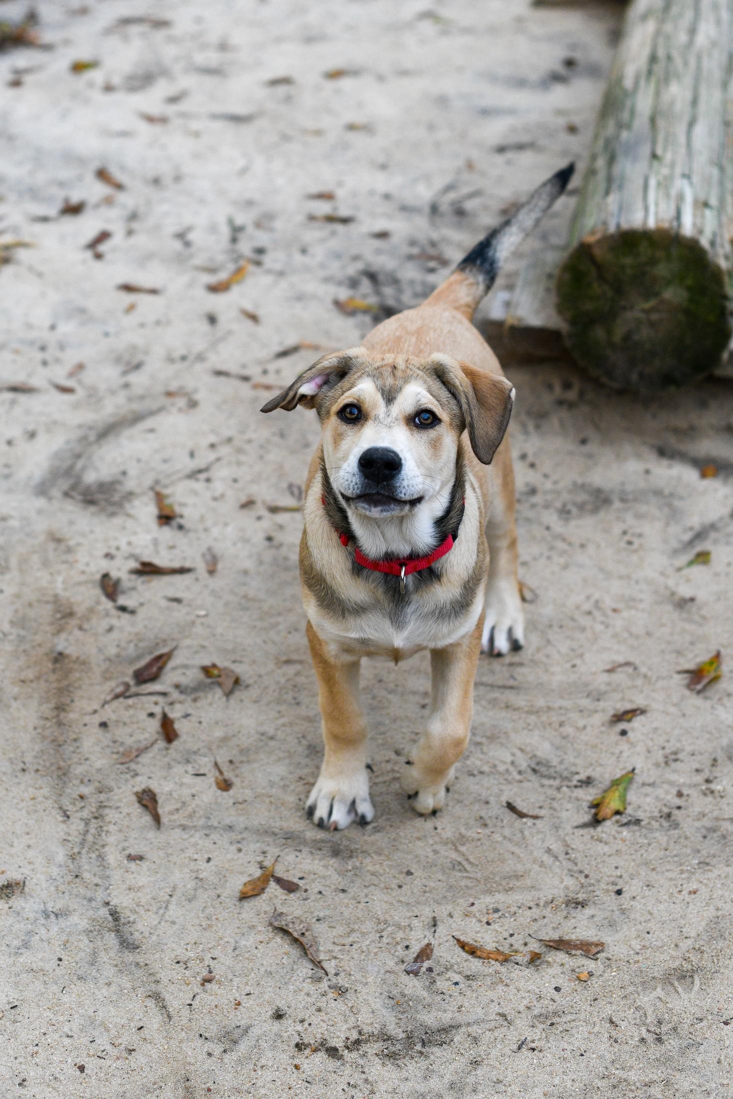 Enlarge Sienna , an adopted Mixed Breed in Argyle, NY image 5/5