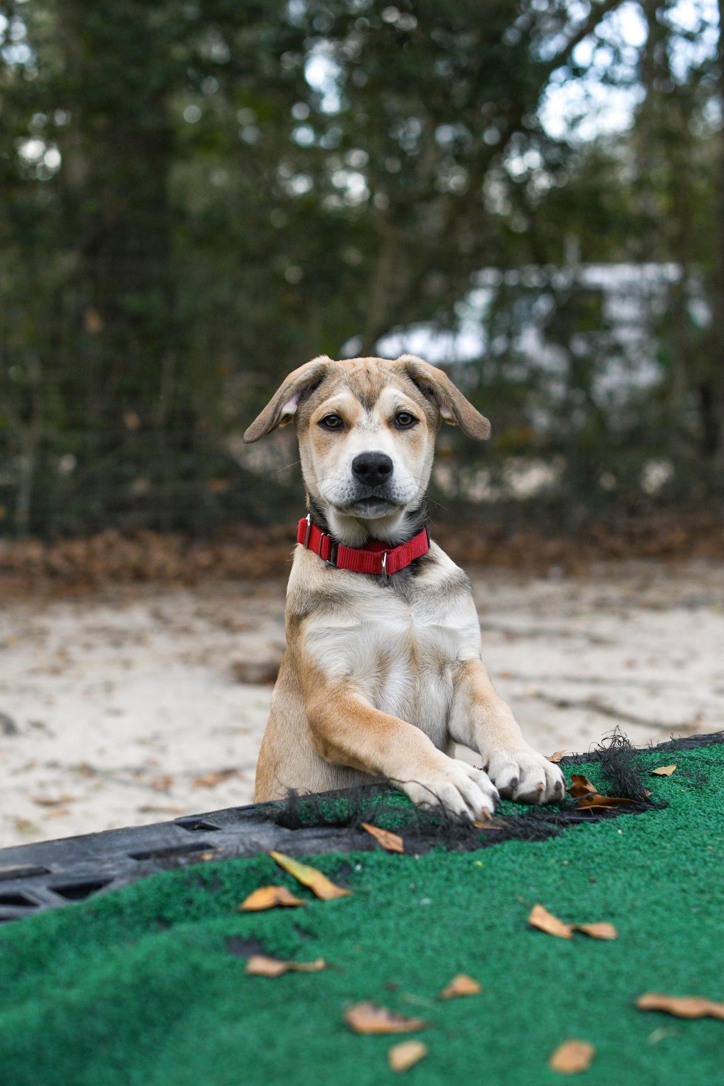 Sienna , adopted, Puppy Female Mixed Breed.