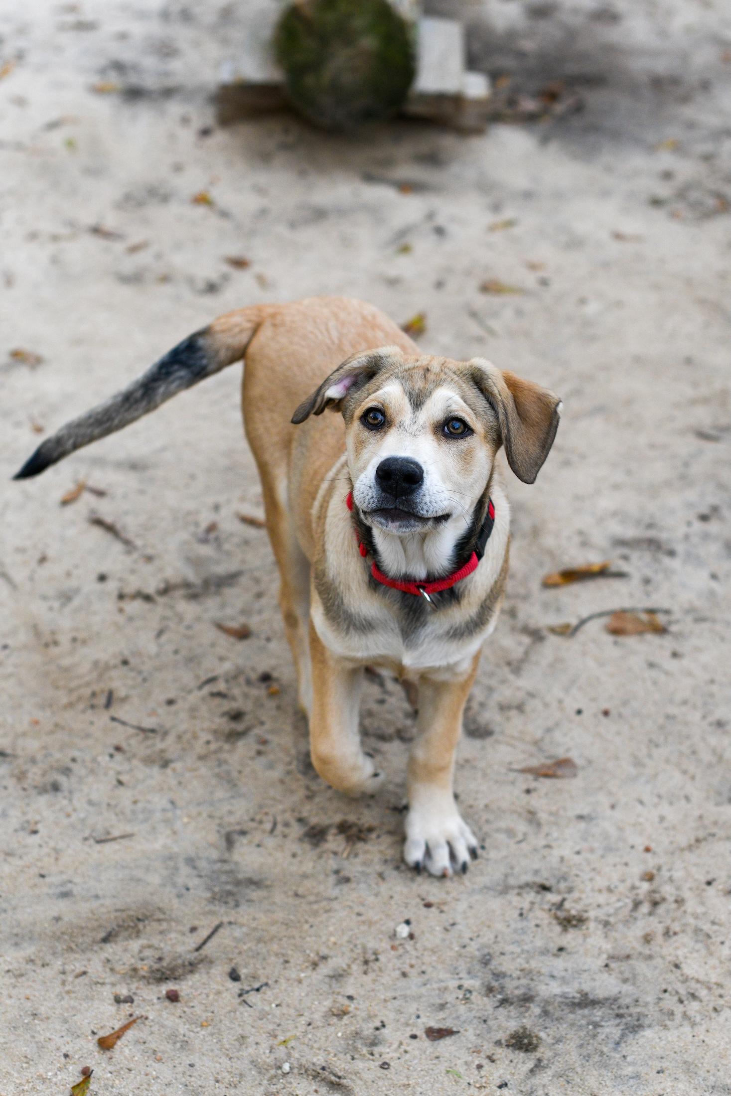 Enlarge Sienna , an adopted Mixed Breed in Argyle, NY image 2/5