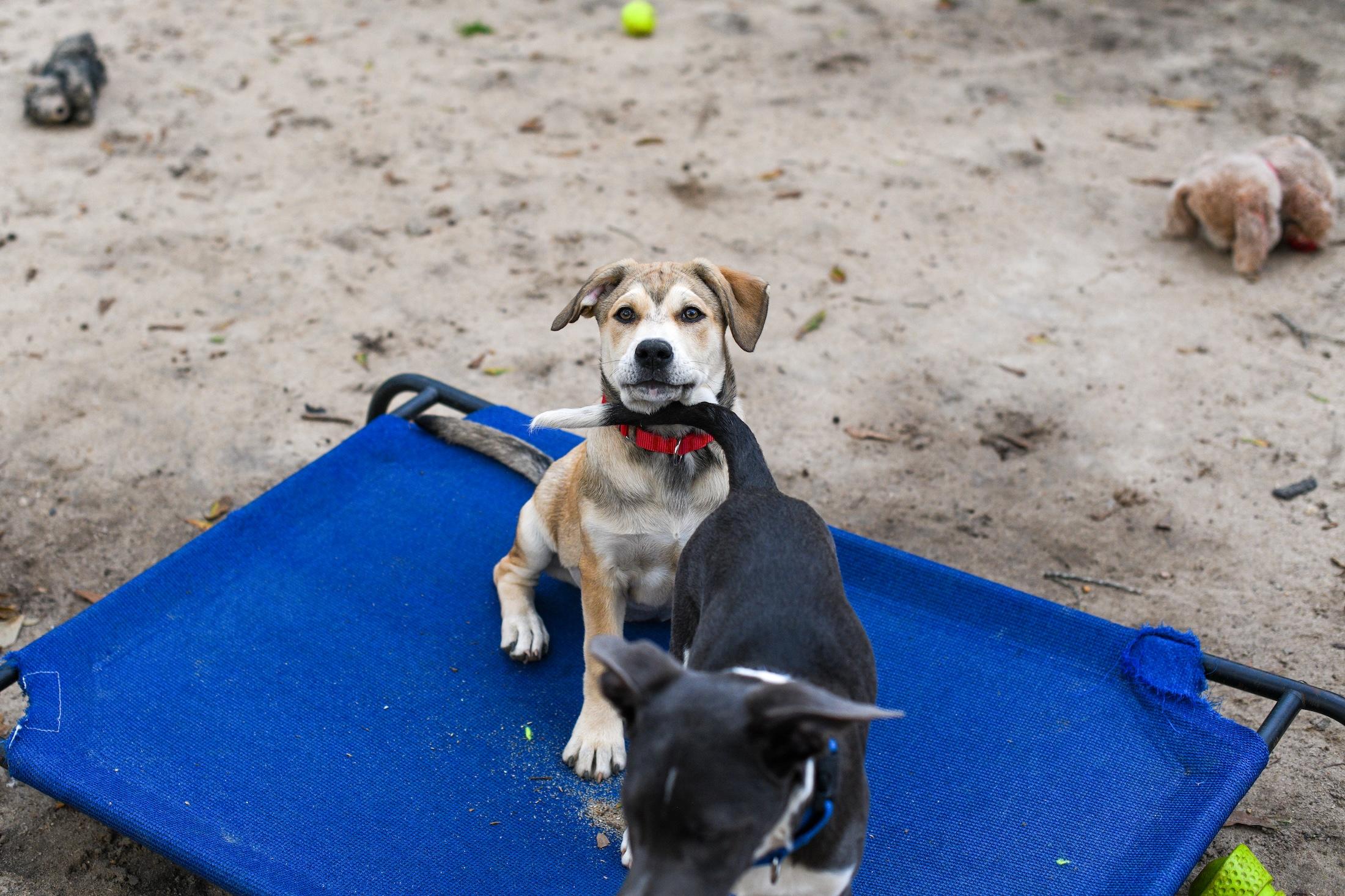 Enlarge Sienna , an adopted Mixed Breed in Argyle, NY image 4/5