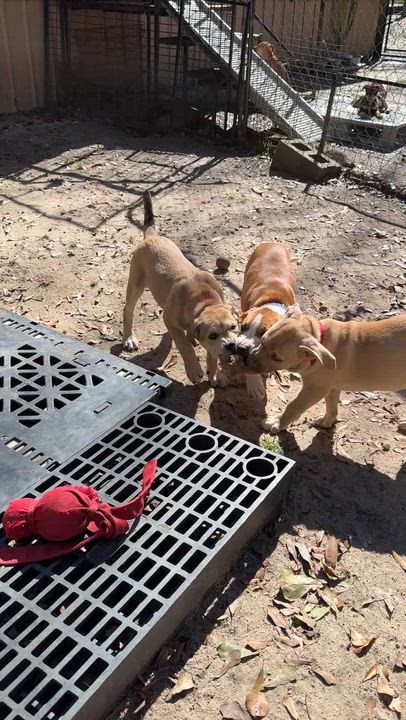 Enlarge Sienna , an adopted Mixed Breed in Argyle, NY video 3/5