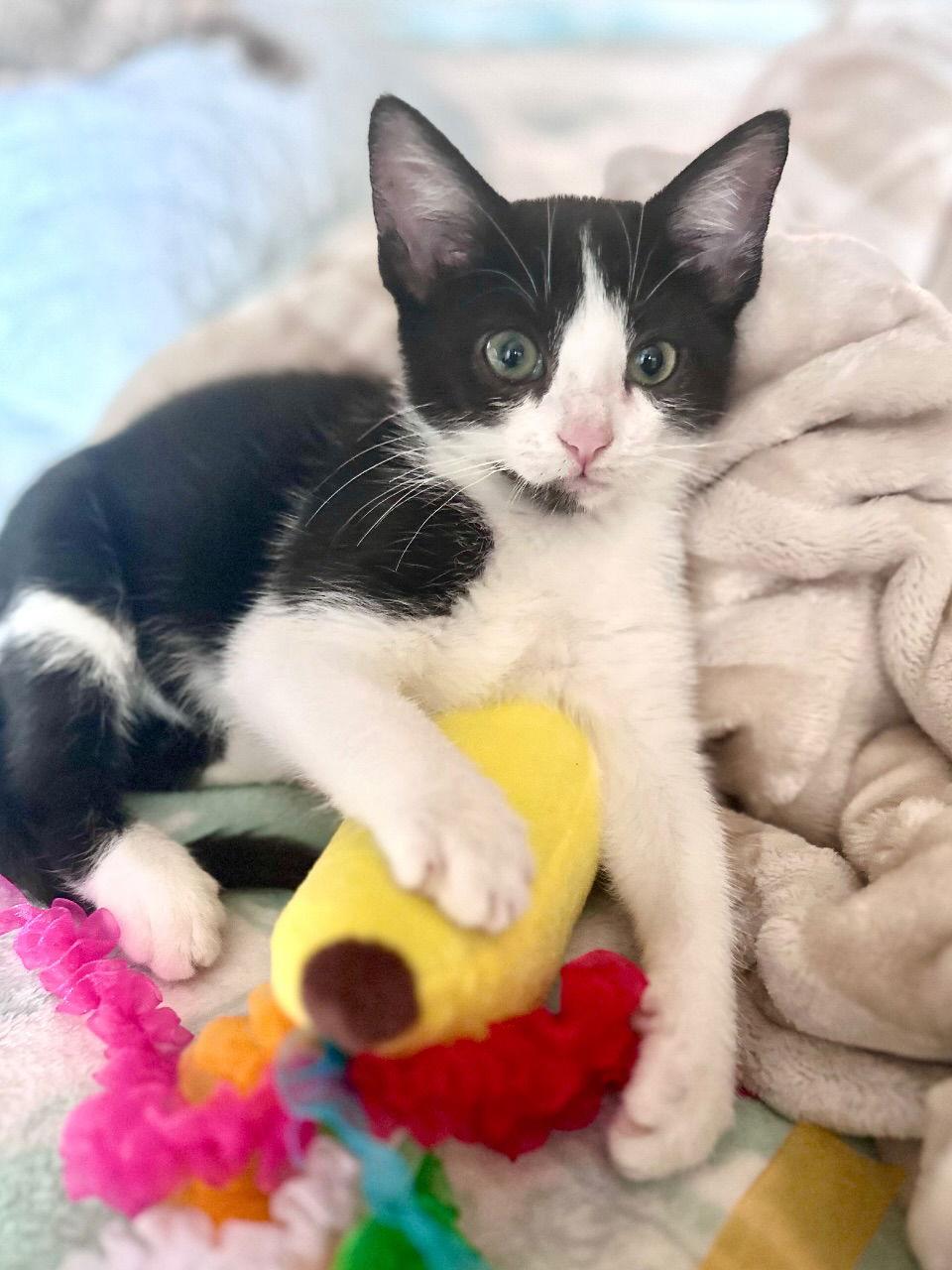 Gorton, a Adopted Domestic Short Hair in Prosper, TX image 1/3