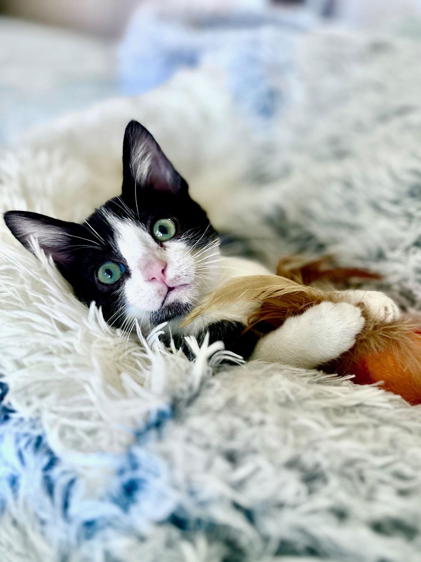 Gorton, a Adopted Domestic Short Hair in Prosper, TX image 2/3