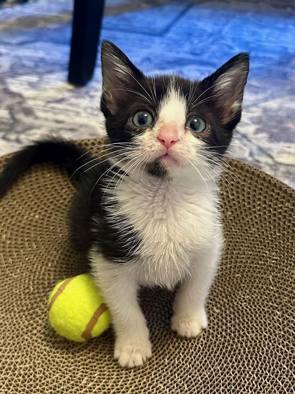 Gorton, a Adopted Domestic Short Hair in Prosper, TX image 3/3