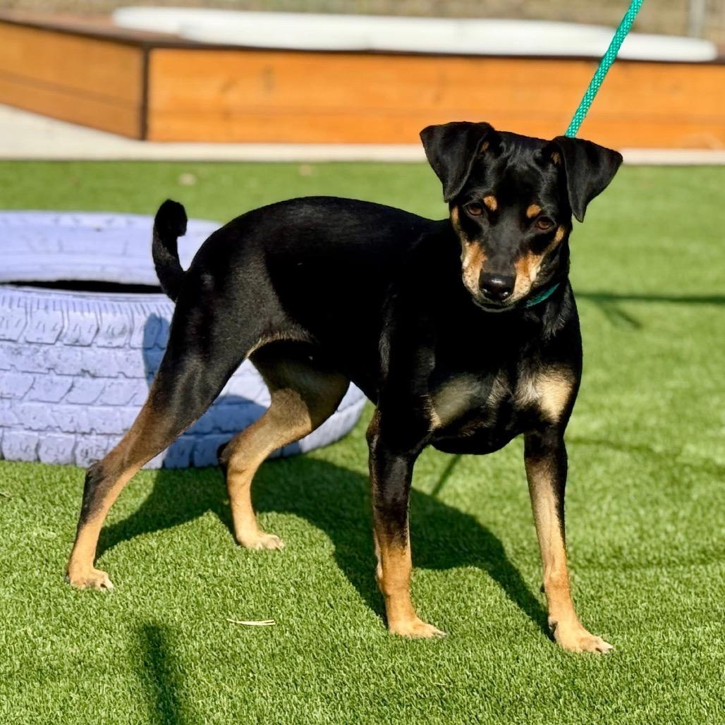 Enlarge Glory, a Adoptable mixed breed in San Antonio, TX image 4/6