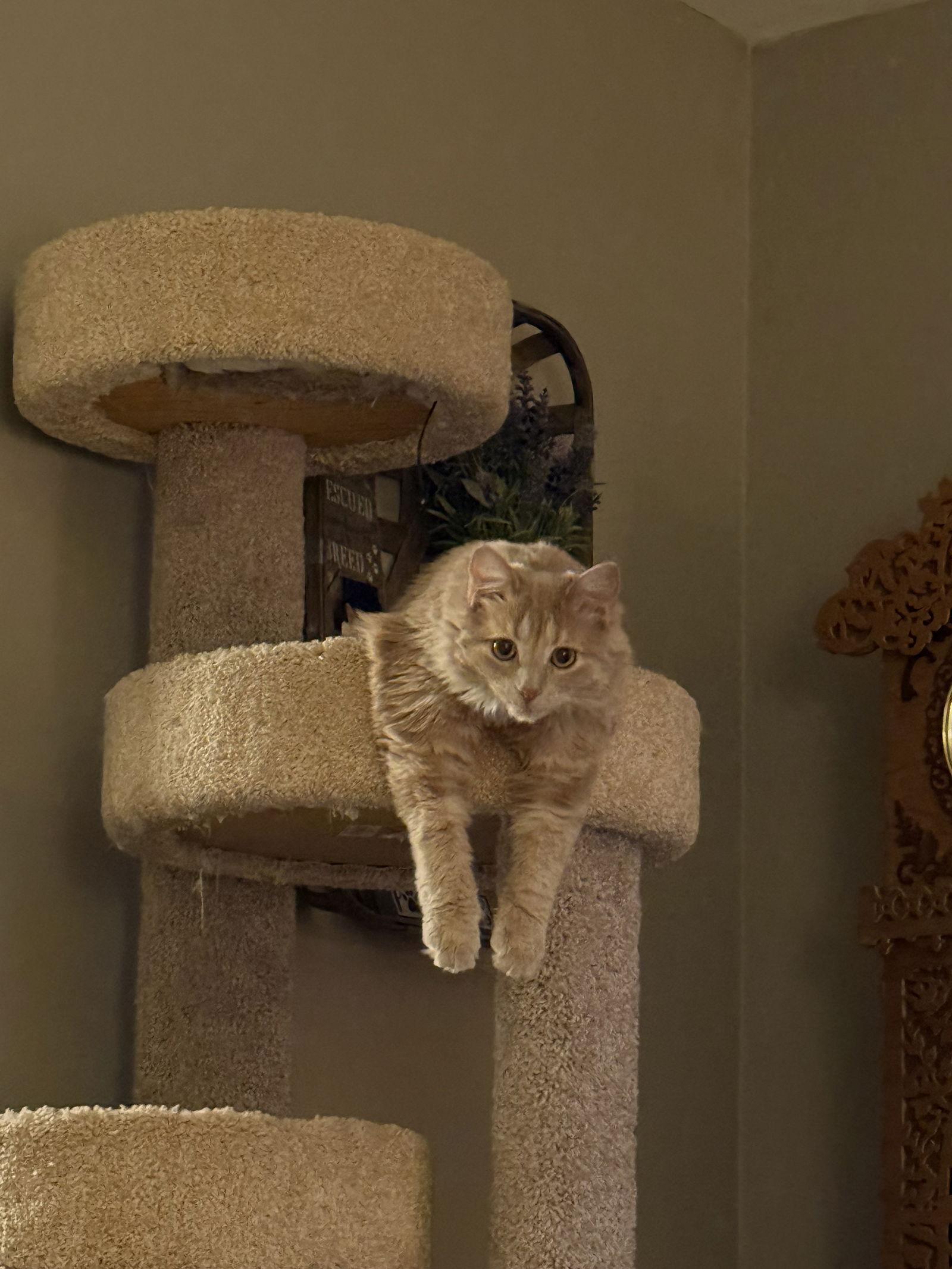 Oralie, Adoptable, Kitten Female Tabby.