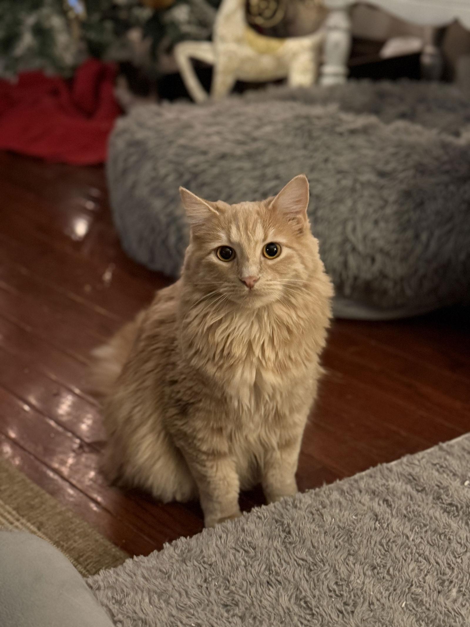 Enlarge Oralie, a Adoptable Tabby in Fenton, MO image 2/3