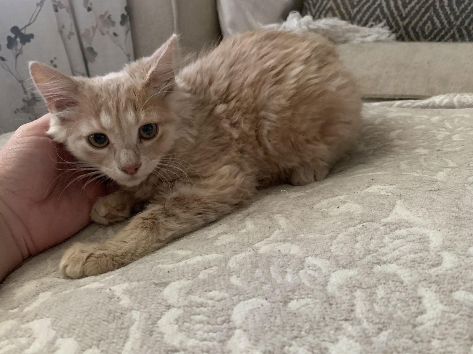 Enlarge Oralie, a Adoptable Tabby in Fenton, MO image 1/1